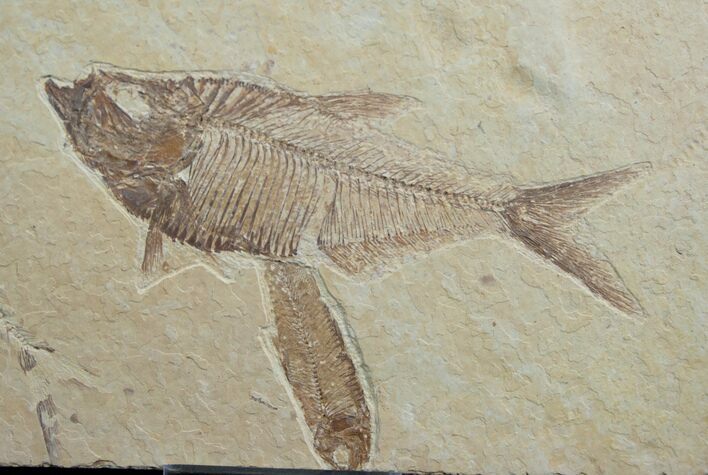 Diplomystus With Knightia Fossil Fish #5490